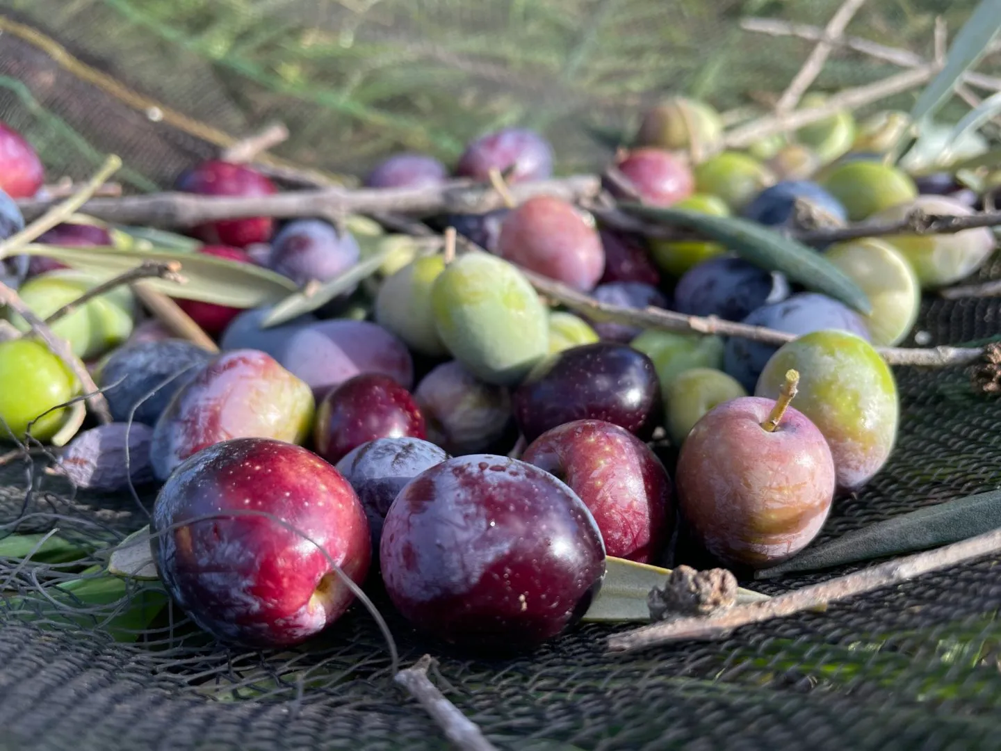 Productores ecológicos en Extremadura