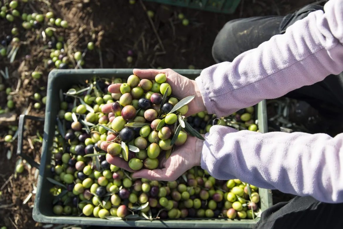 Productores ecológicos en Extremadura